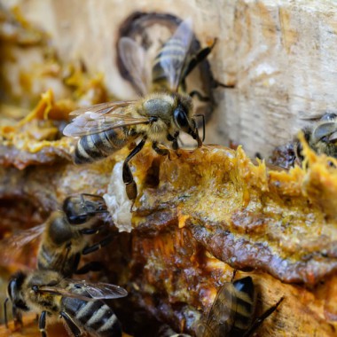 Andalusian organic propolis (Tincture)