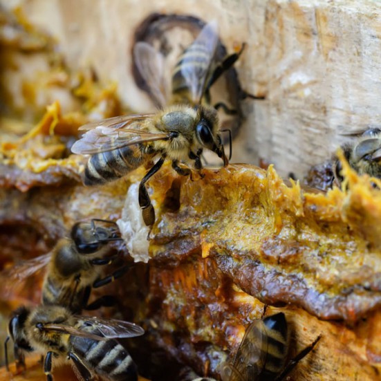 Andalusian organic propolis (Tincture)