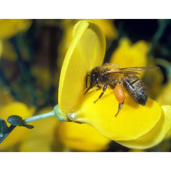 VerdeMiel Pollen d'abeille biologique frais