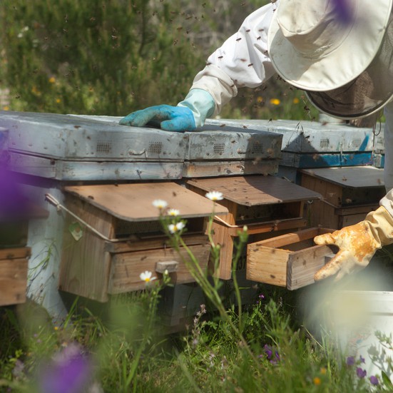 VerdeMiel Fresh Organic Bee Pollen