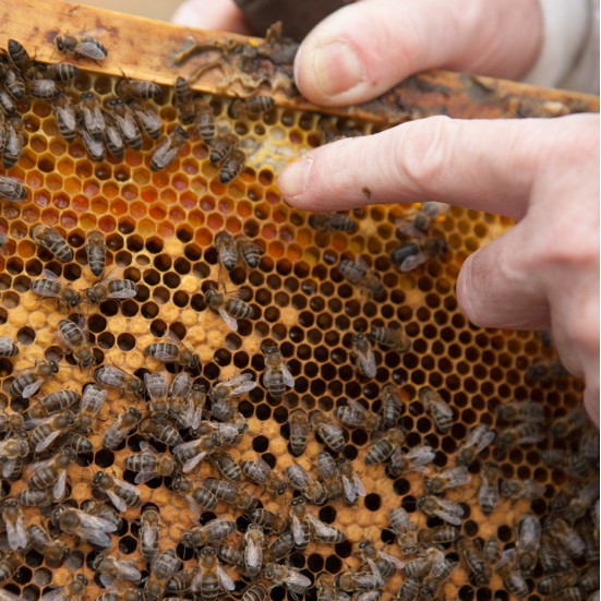 Polen fresco Ecológico de Flores Silvestres