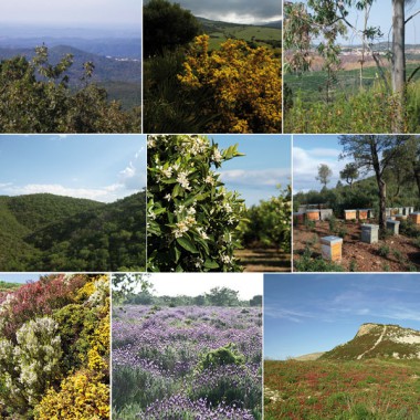 Polen fresco ecologico Andalucia