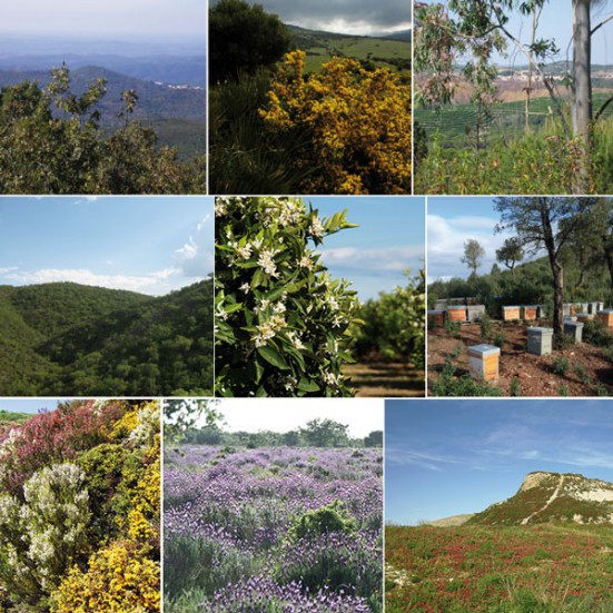 Polen fresco ecologico Andalucia