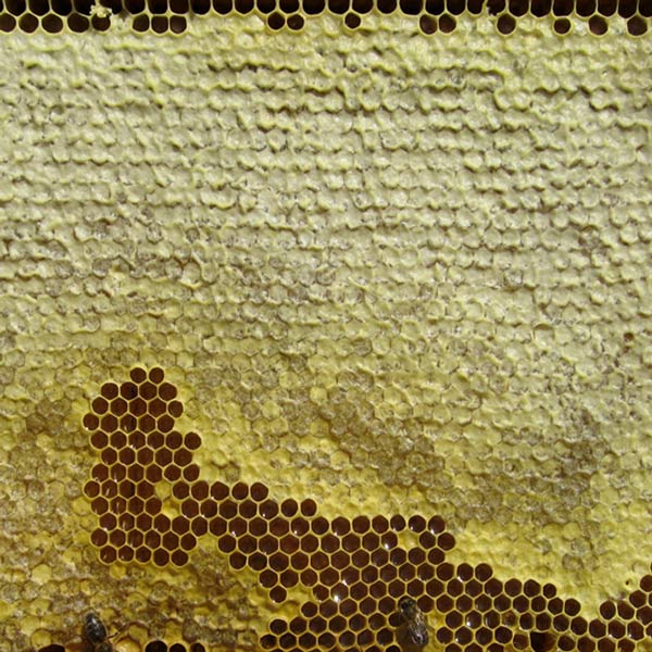 La cera de abeja historia, propiedades y usos