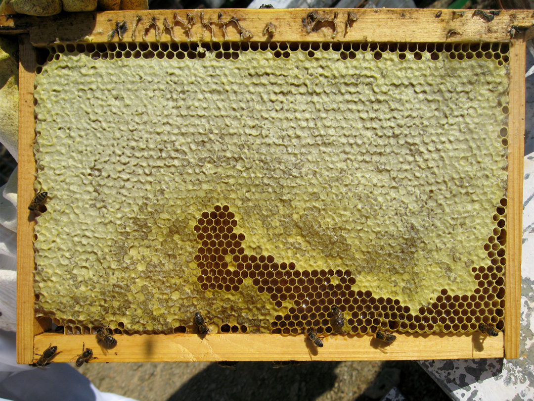 Panal de miel de abeja Apisierra de la Sierra de Cazorla