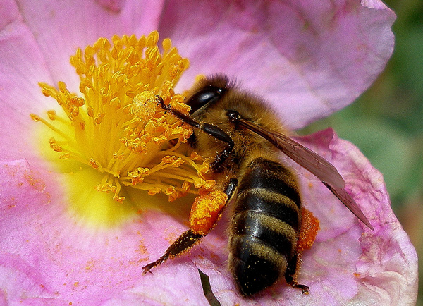 Cómo tomar el polen de abeja? 5 sencillas formas que te encantarán - beevoo