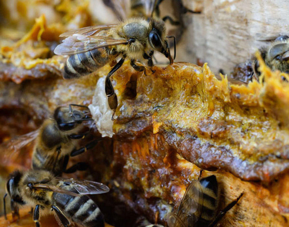 Proceso de producción del propóleo: abejas autóctonas trabajando en la colmena. Materia prima de nuestros productos.